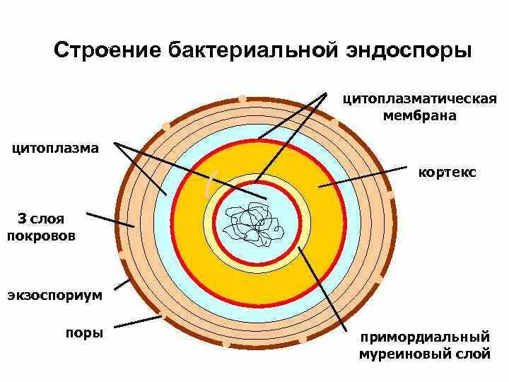 Оболочка споры бактерии