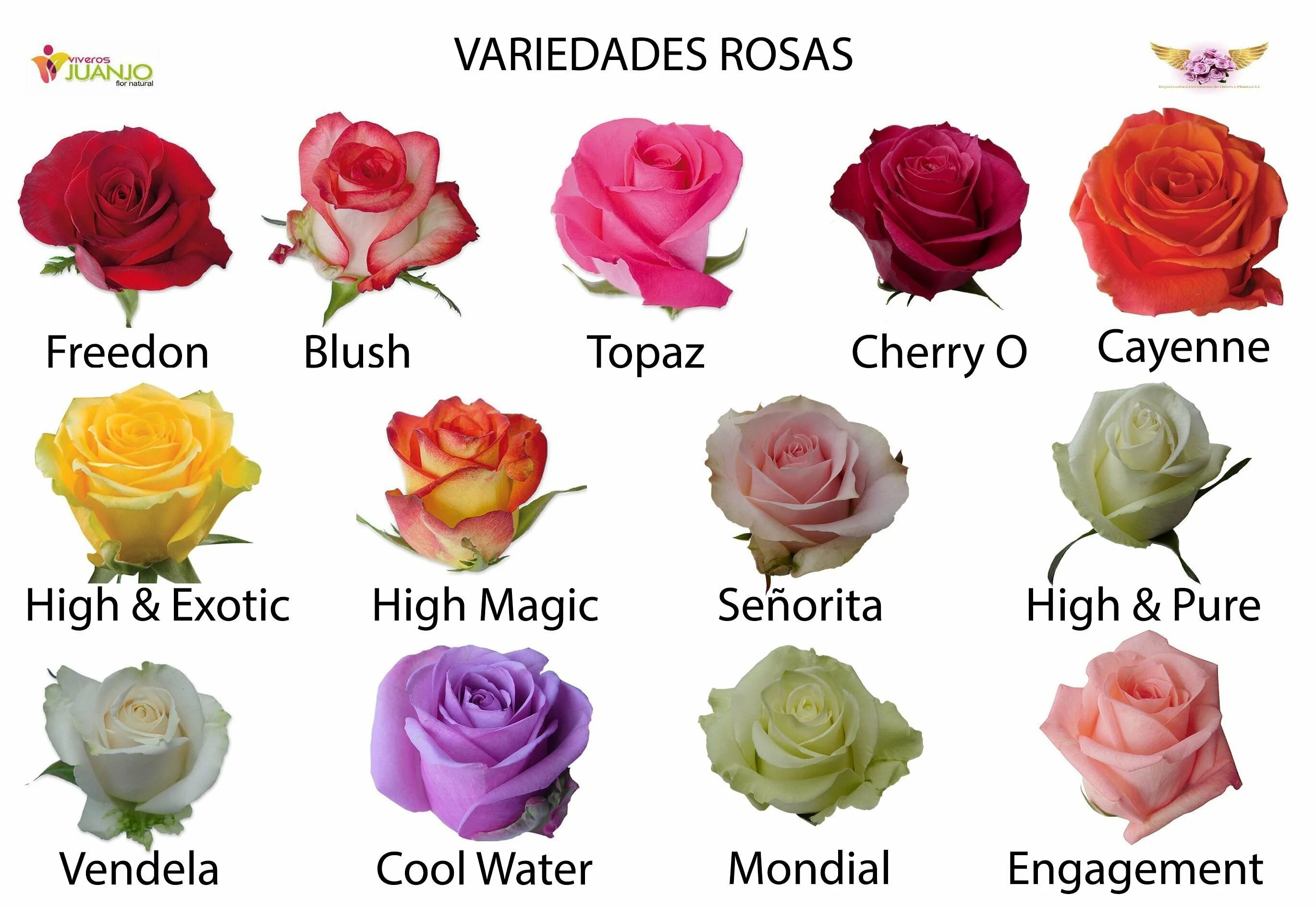 Названия разновидностей роз. Сорт розы Альтамира. Сорта эквадорских роз. Сорта роз Эквадор. Сорта голландских и эквадорских роз.