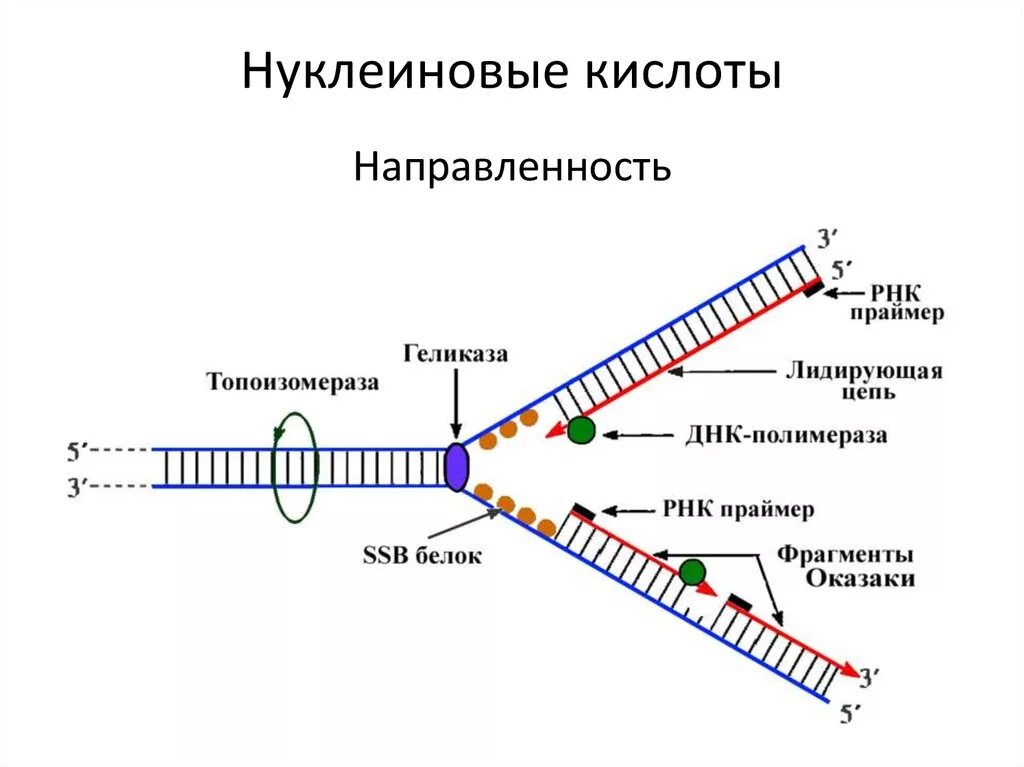 Направление цепи нуклеиновых кислот