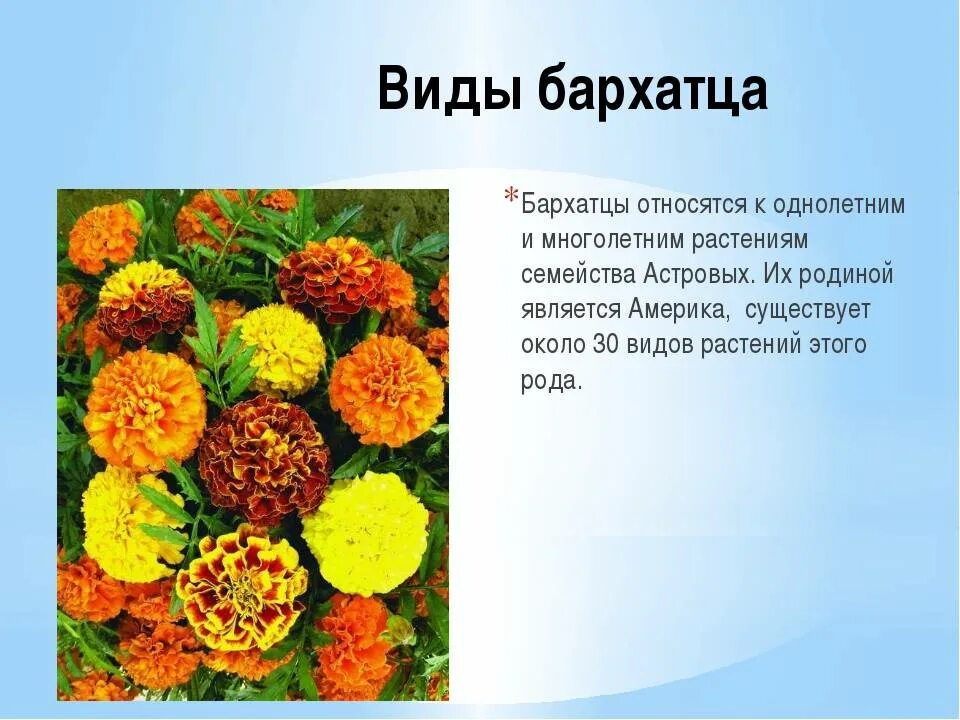 Бархатцы значение цветка. Бархатцы однолетние. сложноцветные бархатцы. бархатцы однолетнее или многолетнее растение. однолетние бархатцы семейства астровых.