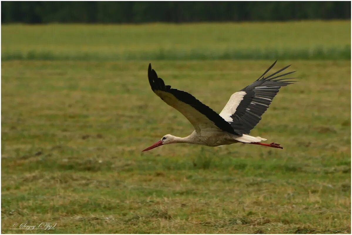 аист. аист в полете. аист летит. крылья аиста. белый аист летит над.
