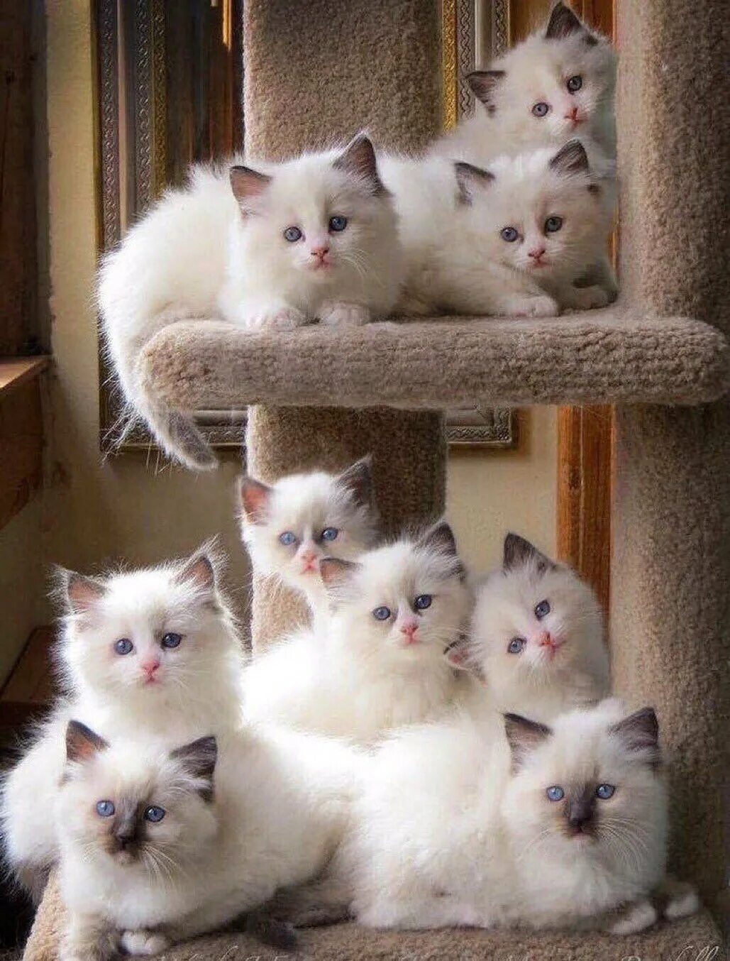 Включи какие то котики