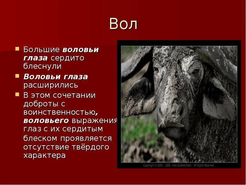 Вола вола вола французская. Вол. По-воловьи. Воловьи глаза у человека что значит.