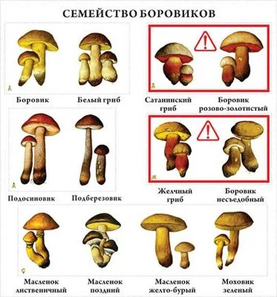 Грибы 10 шт. Набор муляжей грибов съедобных и ядовитых. Масленок Боровик классификация. Известны грибы 10 штук. Боровиков расписание