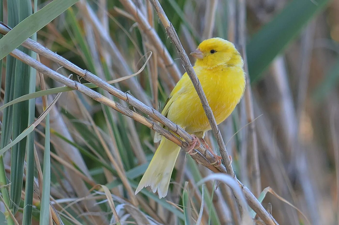 канарскийй канереечны вьюнок. канареечный вьюрок пение. канареечный вьюрок птенец. канарский канареечный вьюрок. вьюрок канареечный.