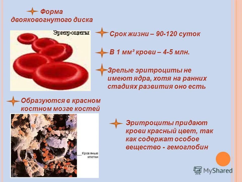 Защитную и транспортную функцию выполняют. Защитную и транспортную функцию выполняют