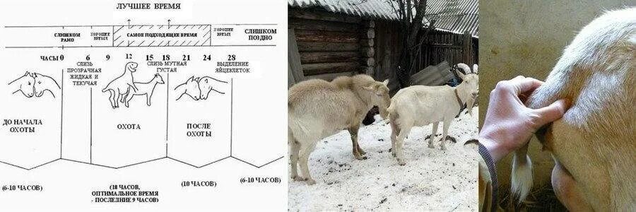 Станок для коз и овец для осеменения. Сколько месяцев беременна коза