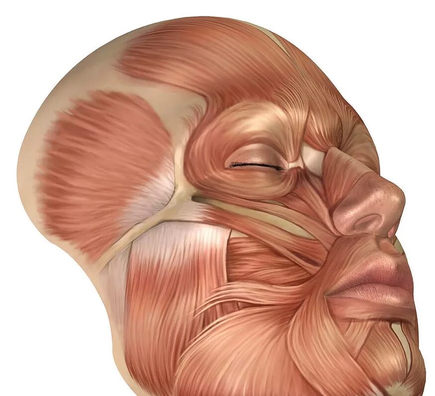 Мускулюс Фронталис. Мимические мышцы головы анатомия. Мышцы лица анатомия. Мимические мышцы лица анатомия.