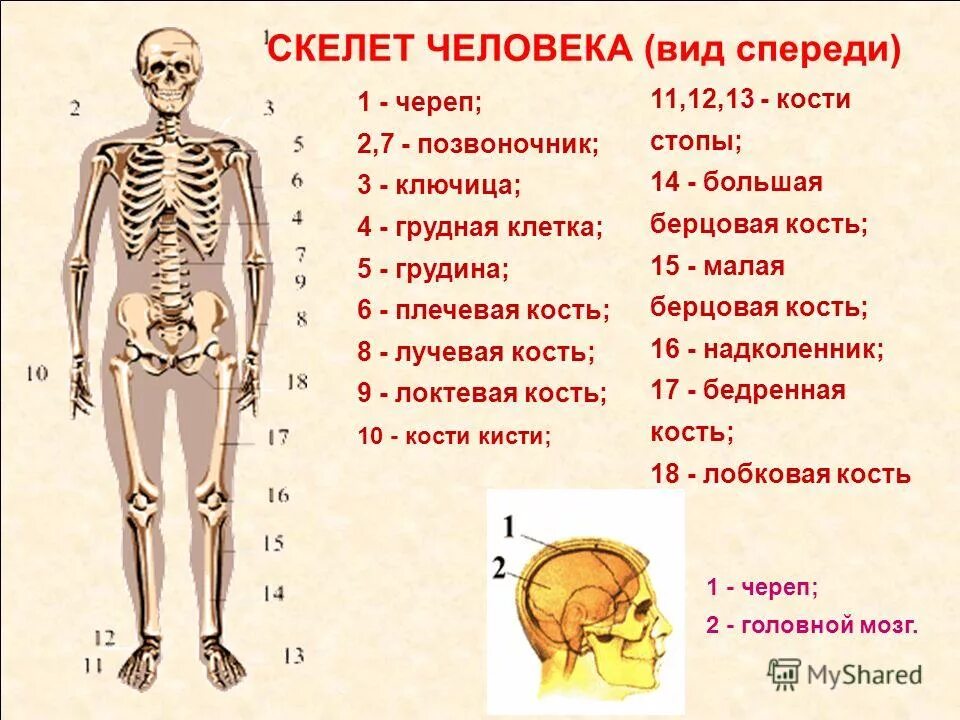 Кости в организме сколько