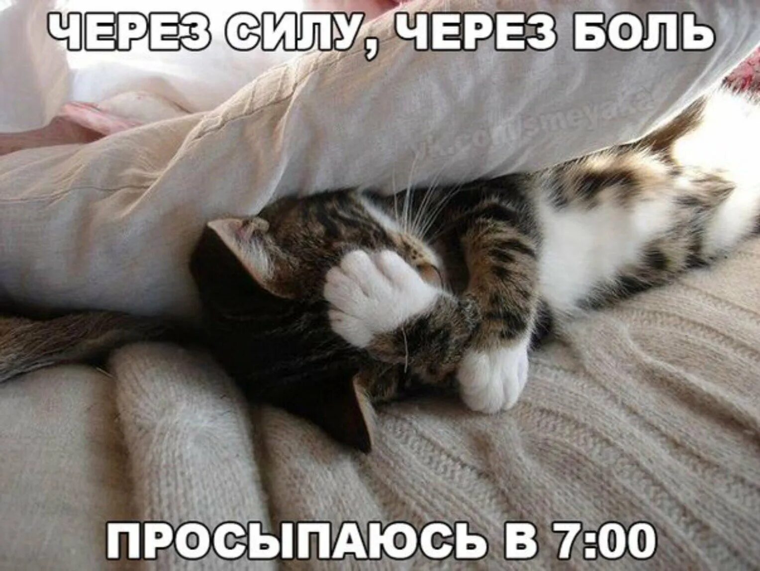 Сонный кот утром. Сонный кот. Милый больше не проснется. Кот проснулся. Спящие кошки.