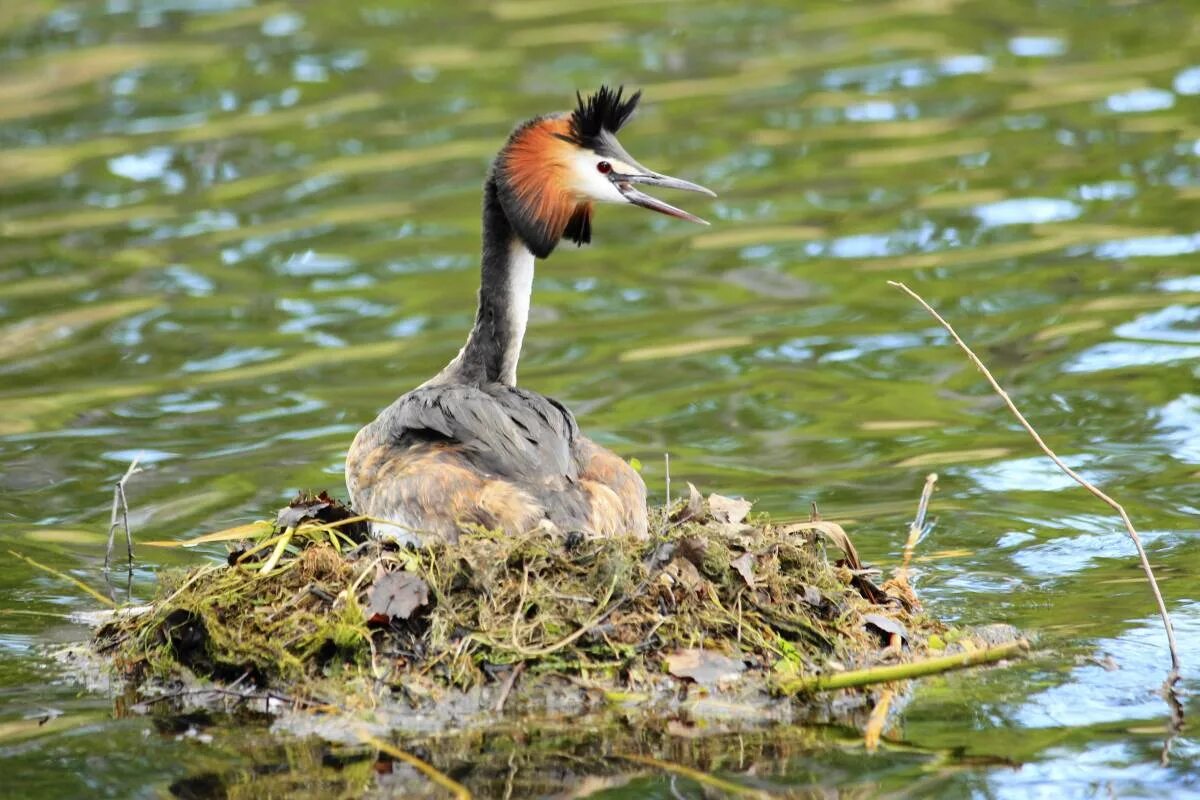 Поганка чомга птица. Утка нырок чомга. Чомга (Podiceps cristatus). Гнездо чомги. Поганка питание