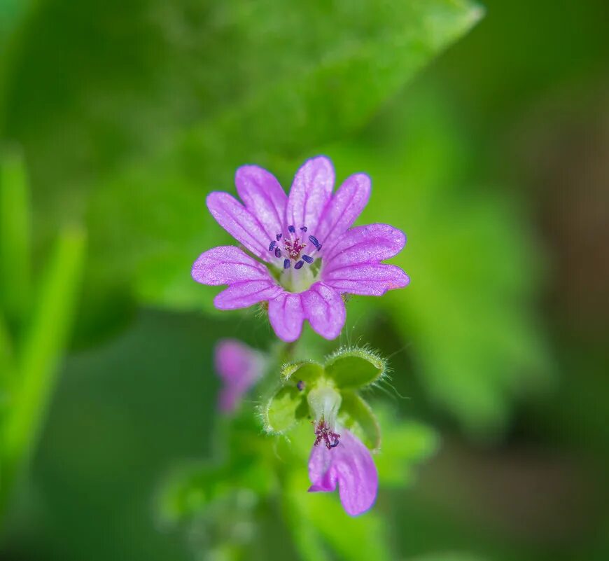 Geranium rotundifolium. Geranium palustre экология. Geranium pusillum. герань мелкая- geranium pusillum l. бутоны пеларгонии.