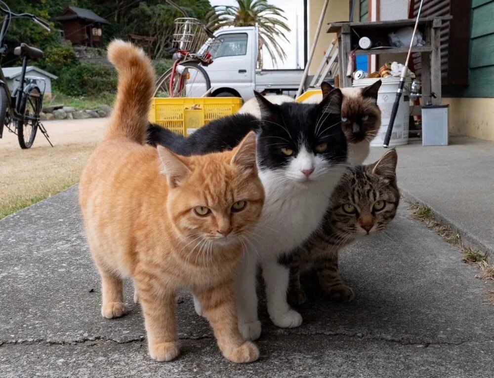 More cats. More cats