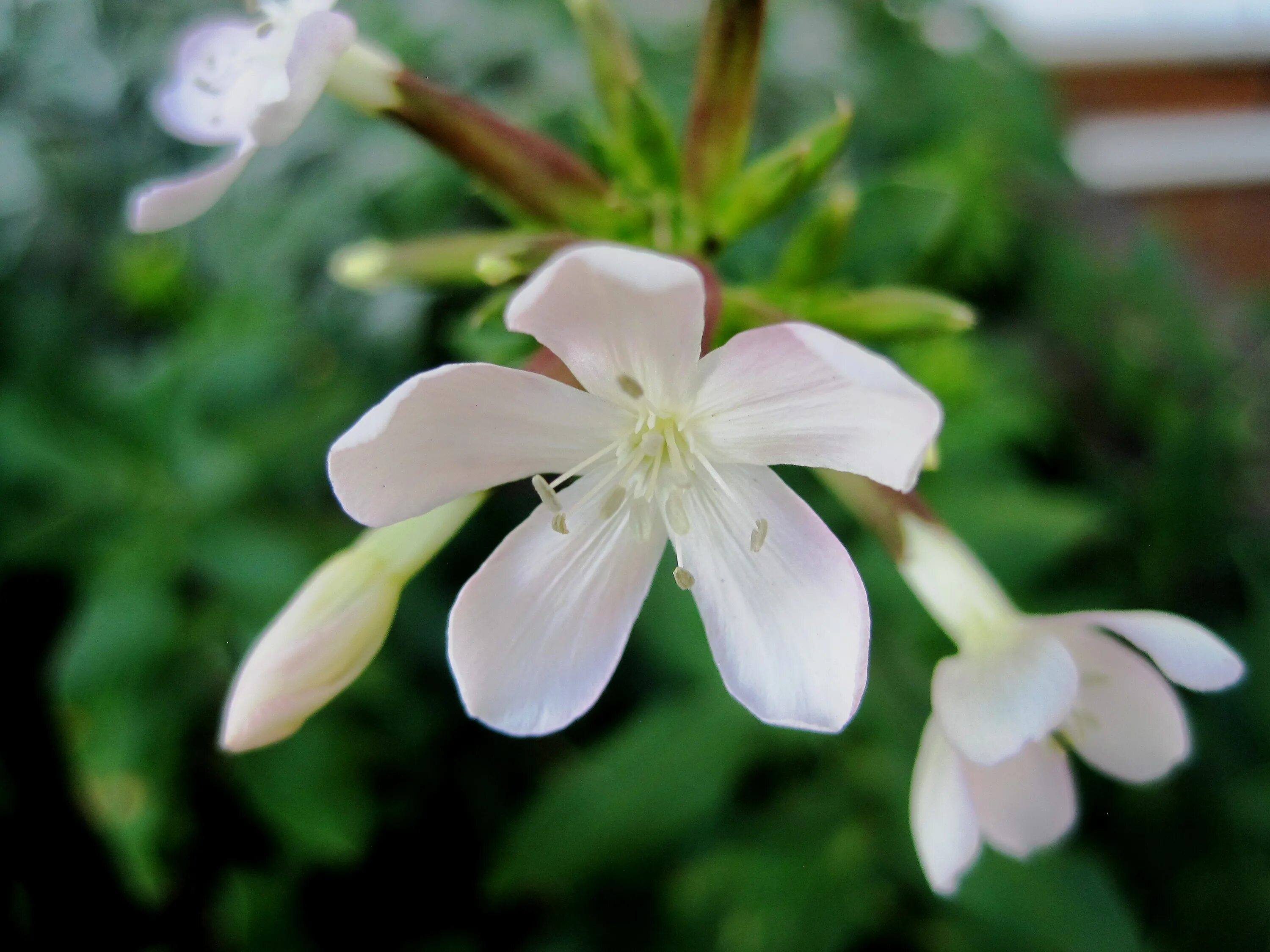 Ноги белый цветок. Соцветие жасмина. Белый цветок с пятью лепестками. Белый цветок 5 лепестков.