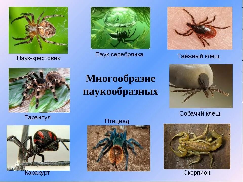 К паукообразным относят