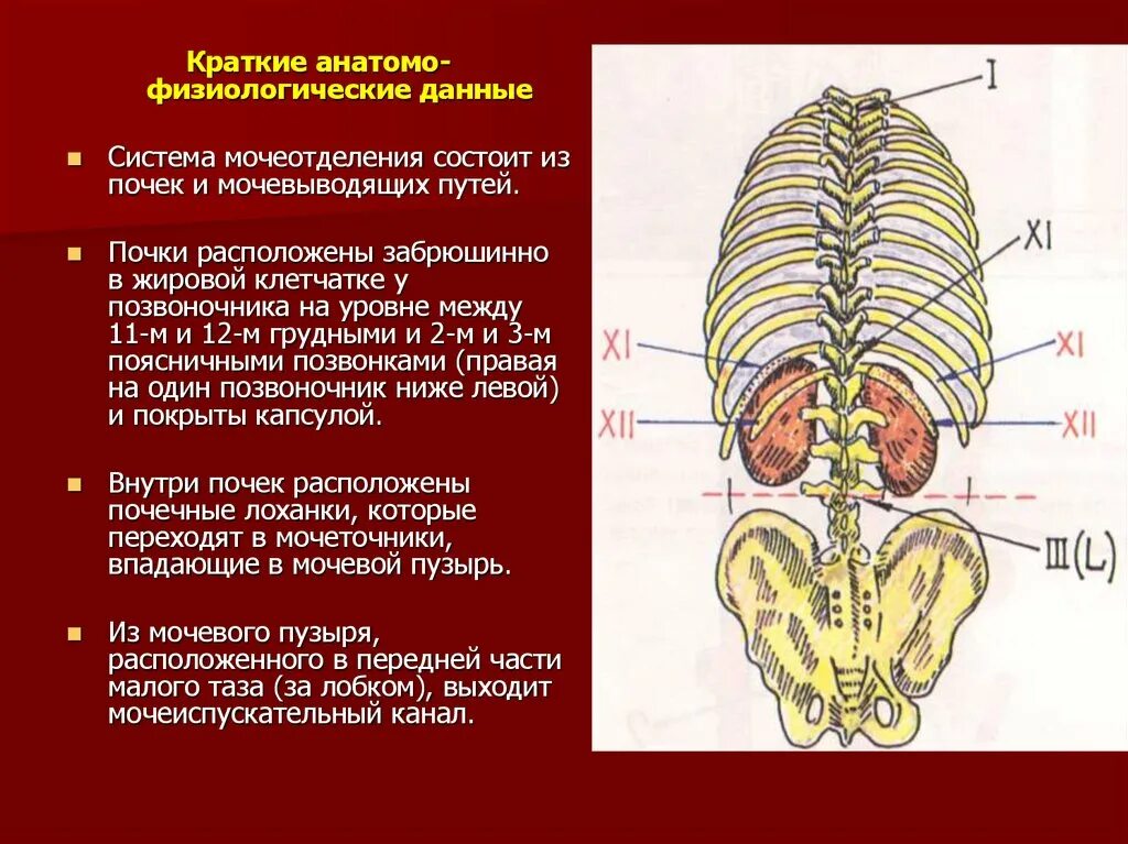 Мочеполовой аппарат - презентация онлайн