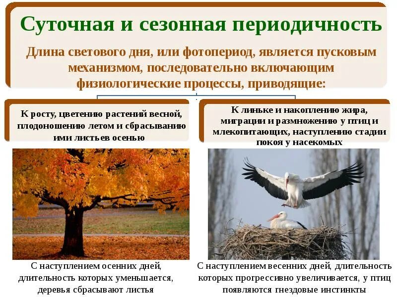 Реакция на изменение длины светового дня. Суточная и сезонная периодичность. сезонные изменения у животных. сезонные явления в жизни растений и животных. суточная и сезонная периодичность длина светового дня.