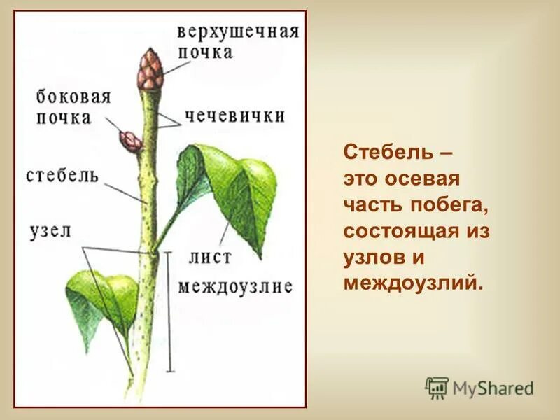 Строение побега цветкового растения. Побег растения состоит из. Междоузлие у растений. Из каких частей состоит побег растения. Побег надземная часть растения.