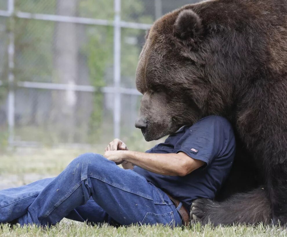 Бурый медведь Кадьяк. Медведь Кадьяк самый большой в мире. Джим и Джимбо.