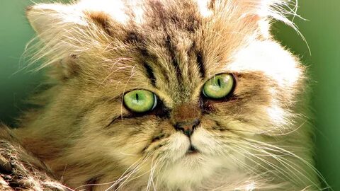 Какой нибудь кошки