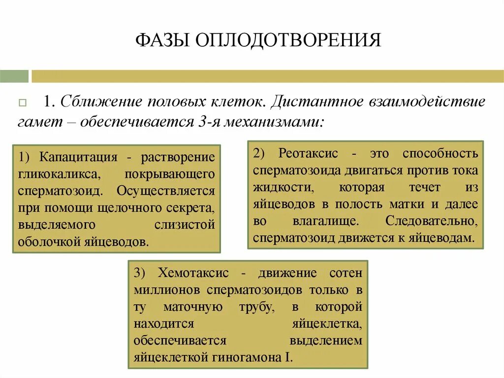 Характеристика фаз оплодотворения. Контактное взаимодействие. Фазы оплодотворения схема. Фаза контактного взаимодействия. Дистантное и контактное взаимодействие гамет.