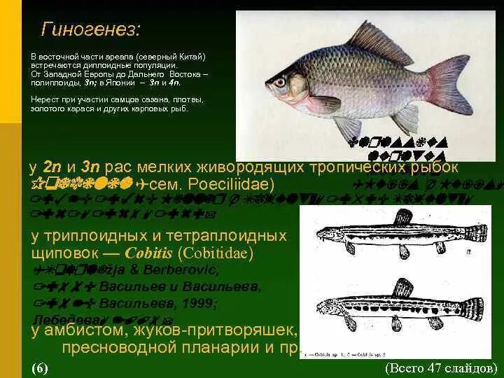 Биологическое значение гиногенеза