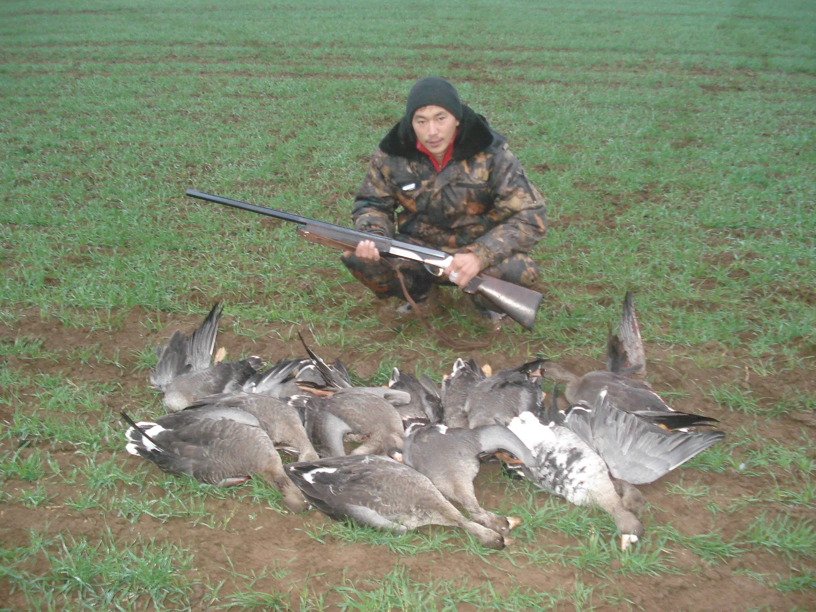 Охота на гуся в казахстане аркалык. Охота в калмыкии на гуся. Гусь белолобый на поле чучела. Гусь белолобый на поле чучела. Охота в калмыкии на гуся.