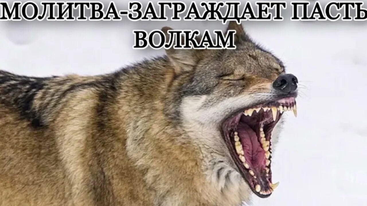 Клык волка.