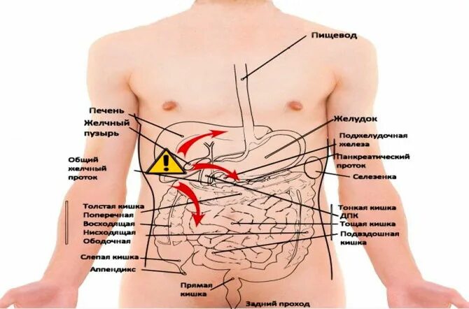 Почему болит с правой стороны под ребрами. Болит справа спереди. Болит справа под рёбрами спереди. Что справа внизу живота у мужчин. Болит внизу.