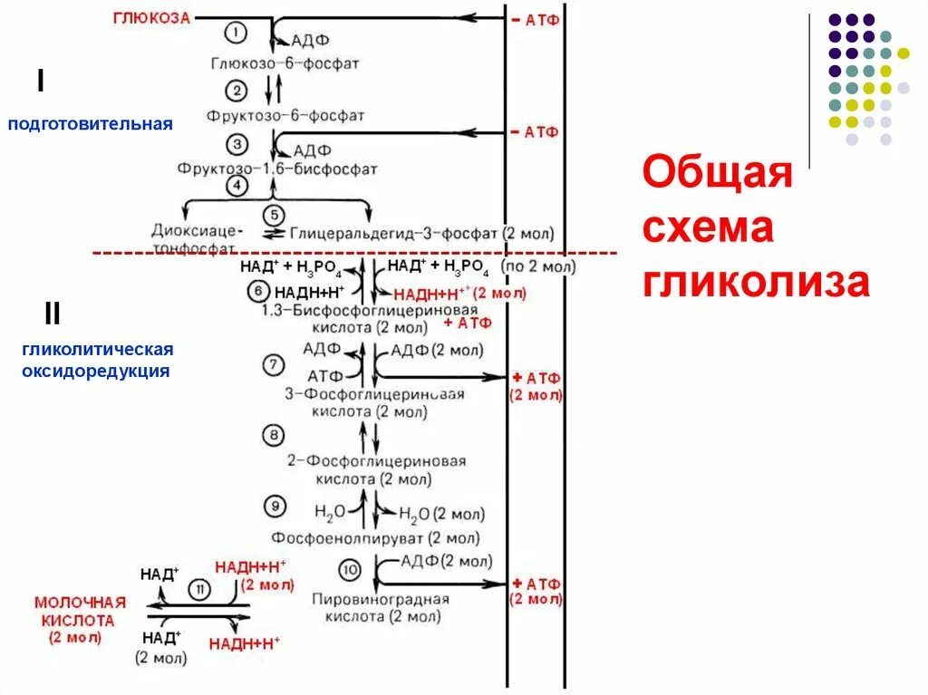 Пировиноградная кислота сколько атф. Схема гликолиза первый этап окисления Глюкозы. Схема аэробного гликолиза Глюкозы. Схема анаэробного гликолиза биохимия. Общая схема гликолиза биохимия.