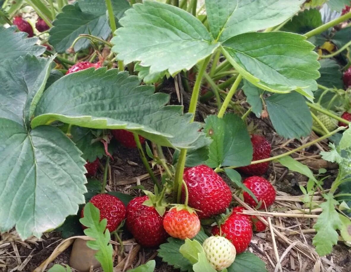 Грядки для клубники. Клубника мужская. Клубника мужские и женские. Мужские и женские усы клубники. Женские кусты клубники.