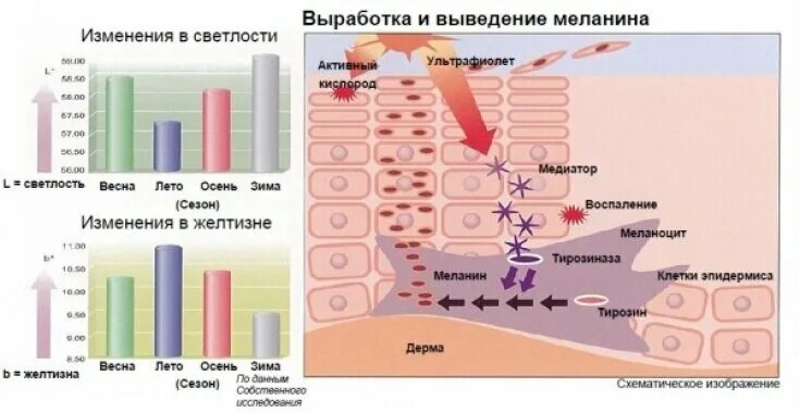 Гормон кожи меланин. Повышенная выработка меланина. Выработка меланина в коже. Выработка мелонаидина.