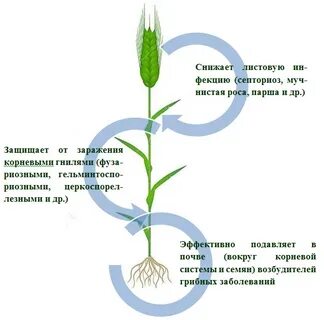 Два стебля цветы