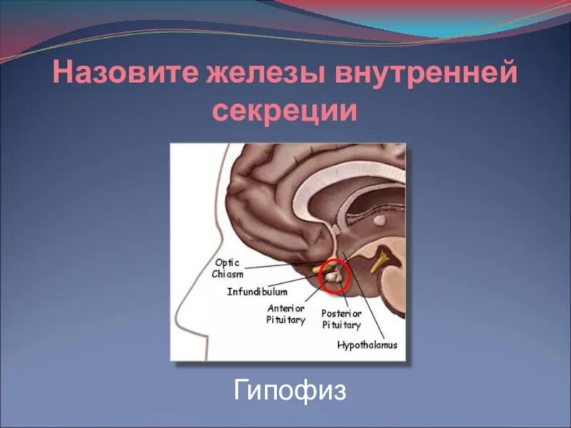 Железа женские органы. Железы презентация 8 класс. Внутреннее железо. Железо 8,7. Железо 0,8.