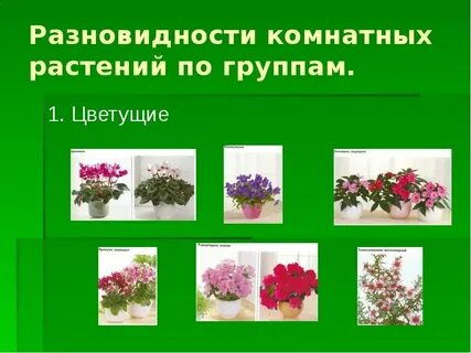 Тема урока комнатные растения