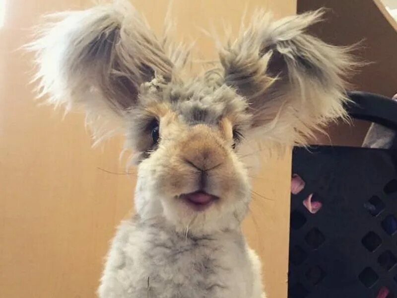 Ушастый ангорский кролик. Кролик с пушистыми ушами. Кролик с лохматыми ушами. Кролик пушистый с большими цшками.