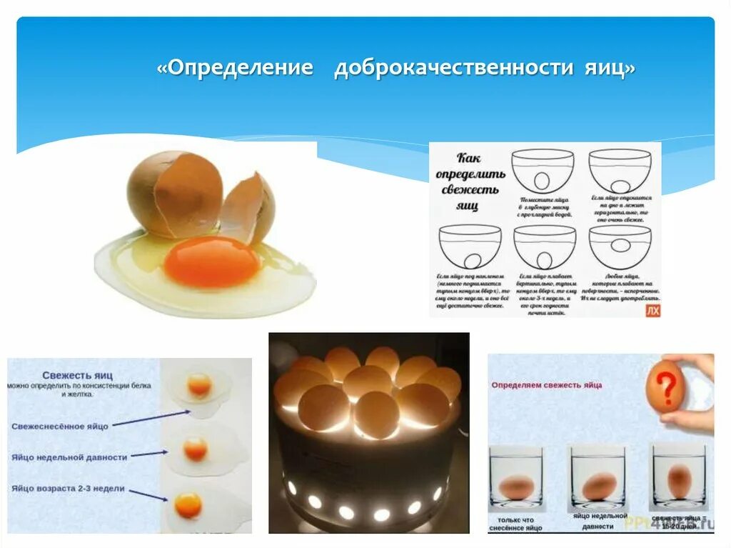 Оценка качества яиц