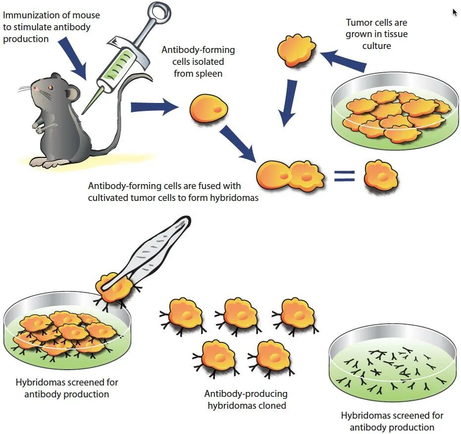 Для получения гибридом используют. Схема получения гибридом. monoclonal antibodies production. получение моноклональных антител. гибридомы и моноклональные антитела.
