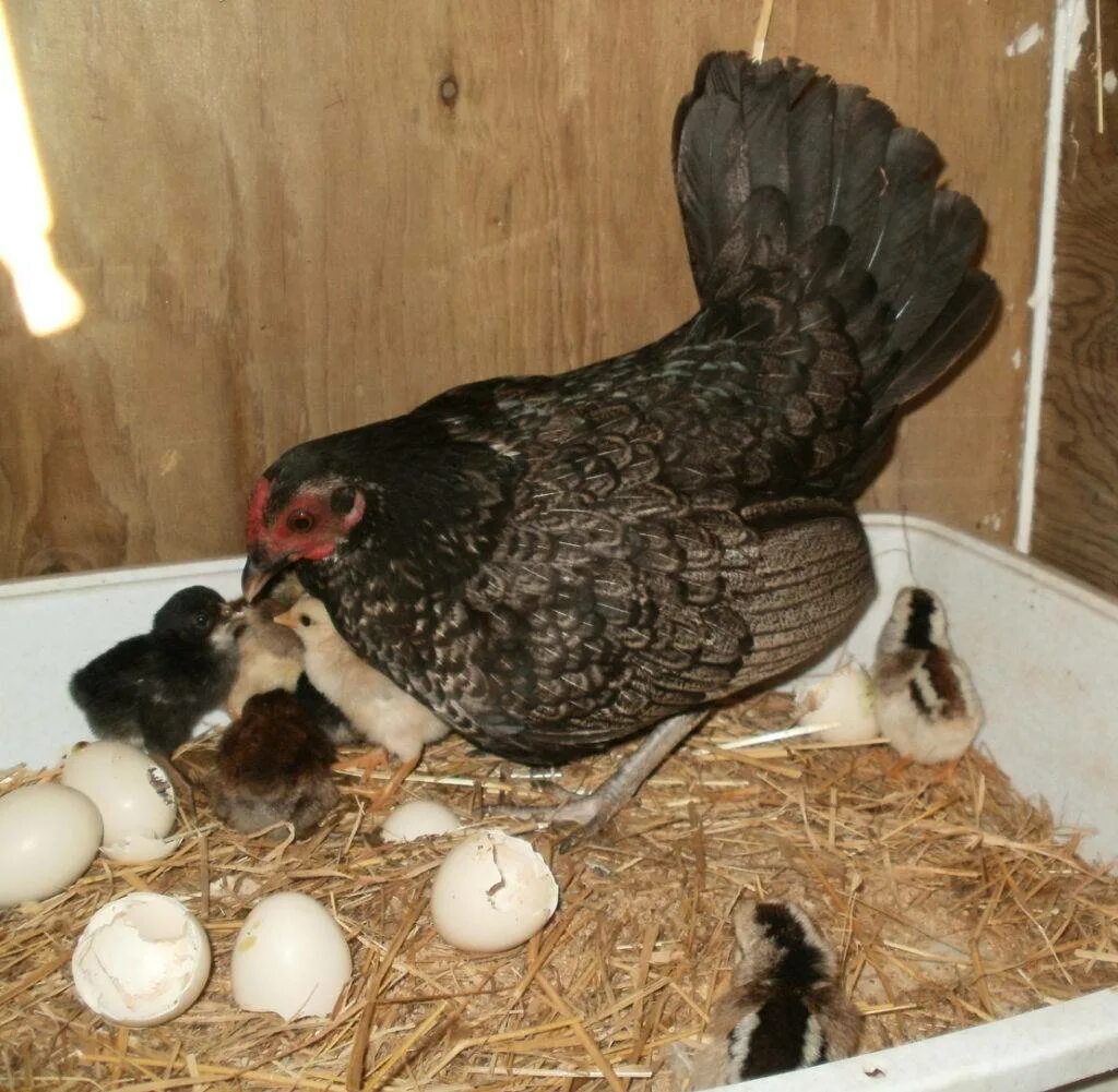 Сколько дней курица высиживает яйца до цыпленка. Бентамка ситцевая (Королек). Бентамка яйца. Бентамки куры яйца. Несушка бентамка.