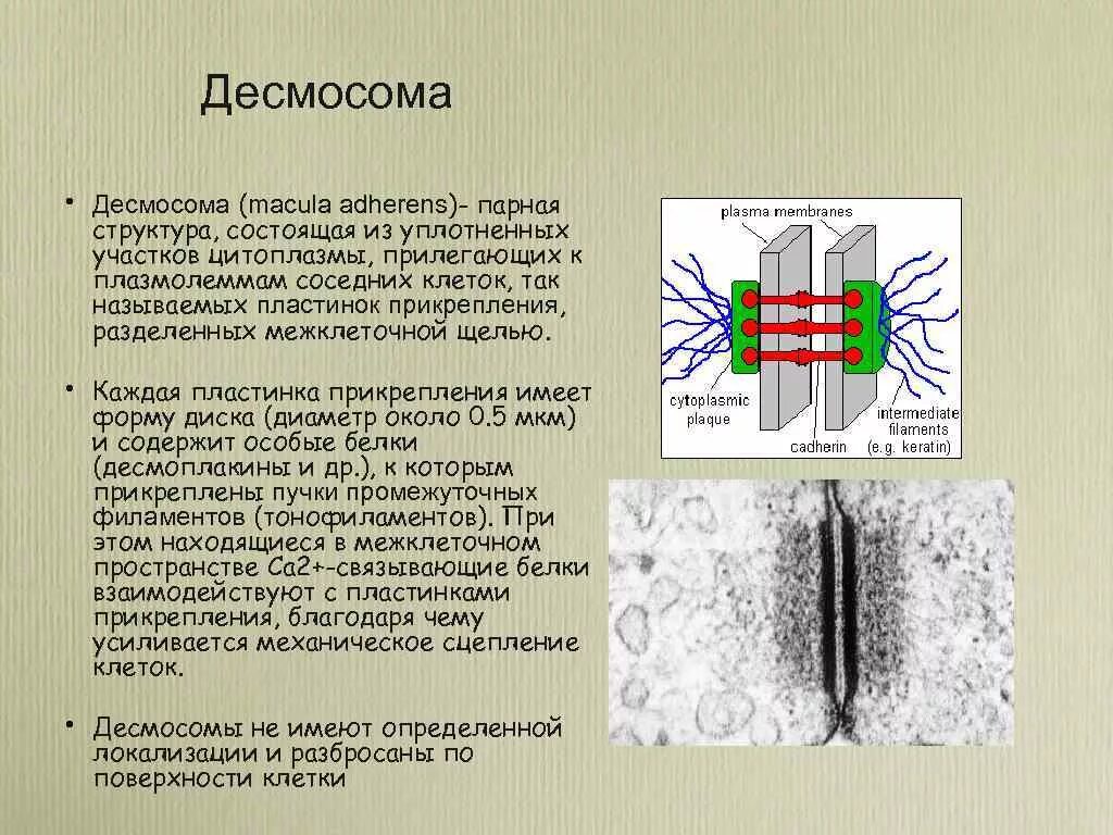 Функции десмосомы гистология. Десмосомы и полудесмосомы. Схема строения межклеточных контактов. Десмосомы тонофиламенты полудесмосомы.