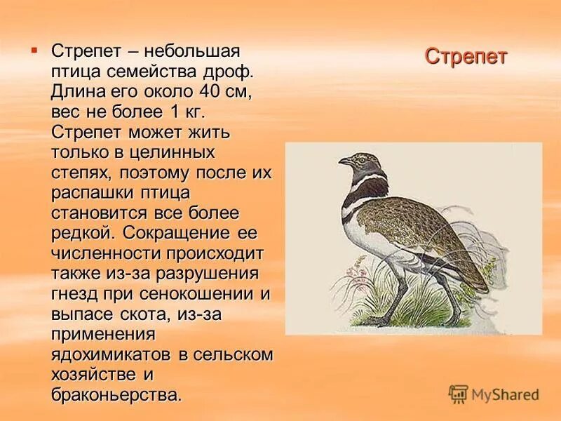 Стрепет Дрофиные. Стрепет птица красная книга. Стрепет Степной. Стрепет в степи. В какой зоне живет дрофа