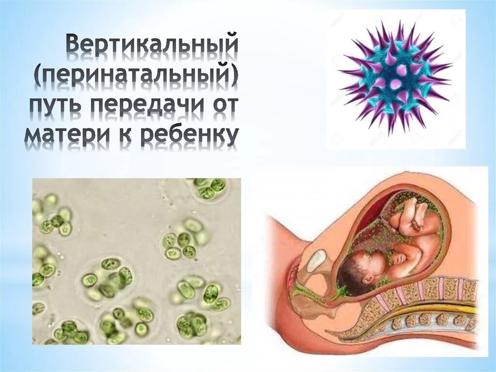 Передача от матери к плоду. Вертикальный путь передачи. Вертикальный путь передачи инфекции это. Вертикальный путь передч. Вертикальняйпуть передачи.