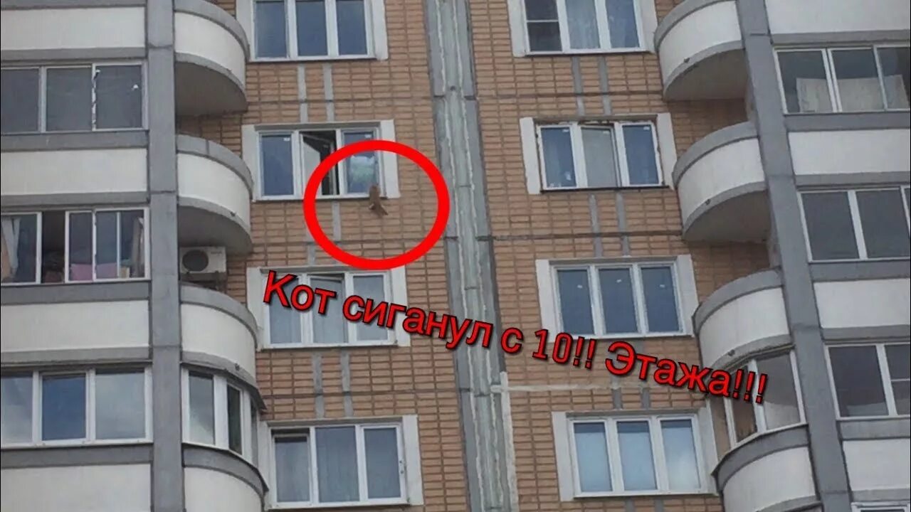 Кошка упала с 5. Балкон 10 этажа.