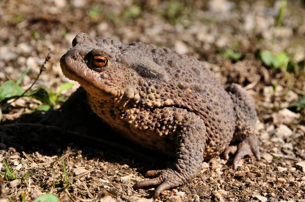 Жаба Буфо Буфо. Обыкновенная жаба (Bufo Bufo). Обыкновенная серая жаба. Жаба серая (Bufo Bufo Linnaeus). Серая жаба признаки