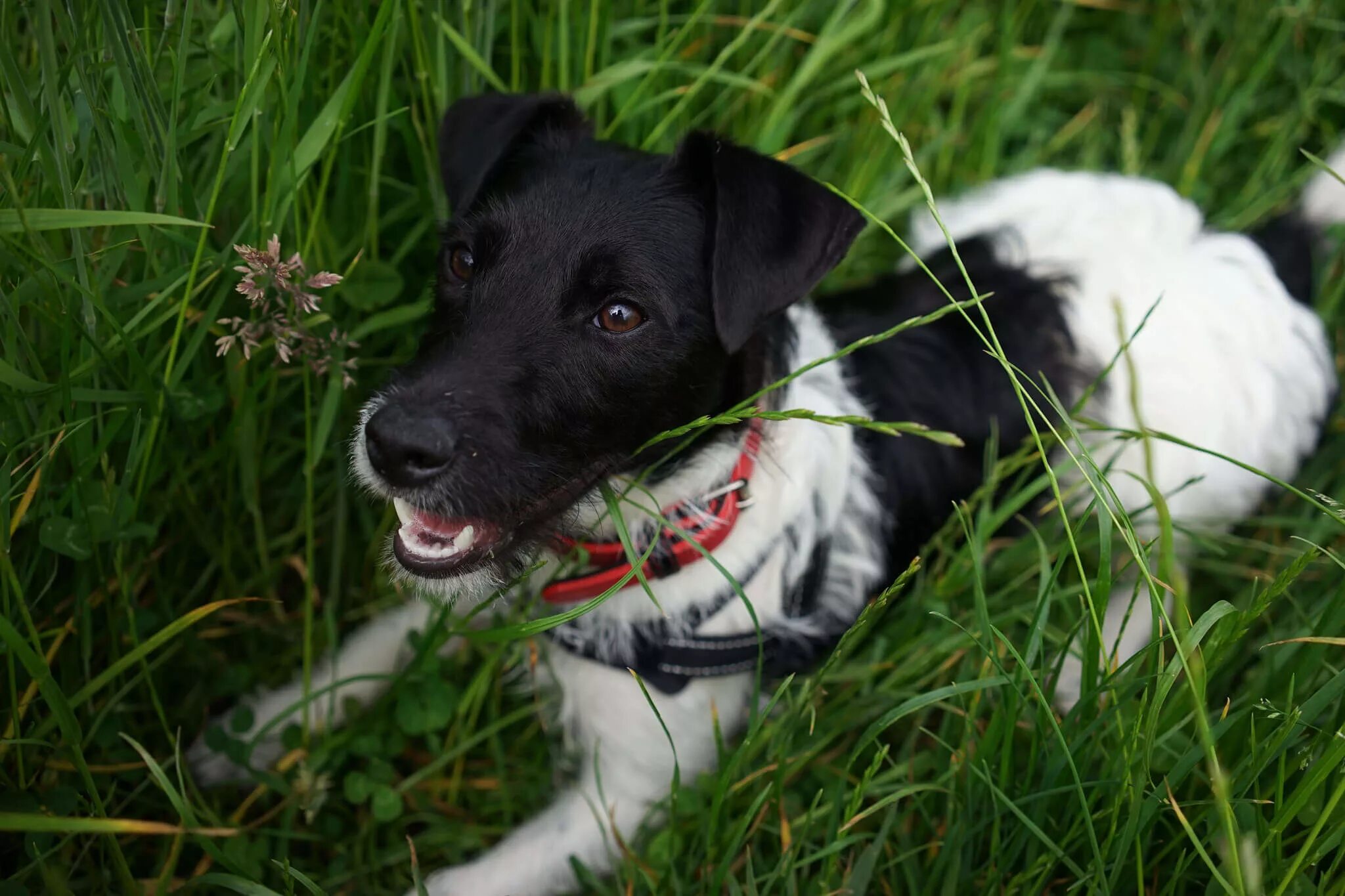 джек рассел черный. джек-рассел-терьер черный. джек рассел парсон чёрный. терьеры черного окраса. терьеры черного окраса.