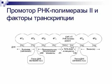 Рнк 2
