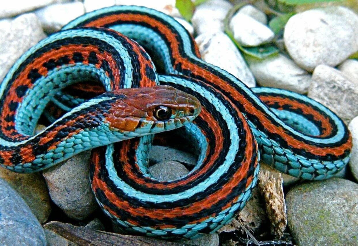 Подвязочная змея Thamnophis Marcianus. Подвязочная змея (Thamnophis sirtalis). Калифорнийская Краснобокая Garter Snake змея. Краснобрюхий полоз. Очень красивая уж