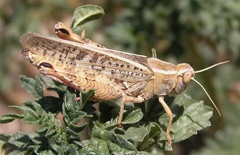 Дик соратын әжелердің видеосын қараңыз