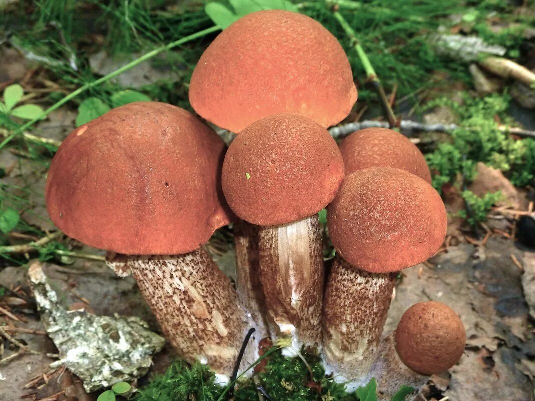 большой красный гриб. подосиновик красный. подосиновик красный обабок красноголовик. осенние грибы красного цвета. красноголовик еловый.