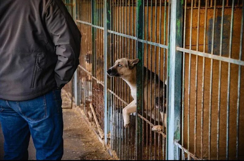 приют некрасовка для животных сайт. некрасовка приют для собак. приют некрасовка для животных. собака гертруда приют некрасовка. приют некрасовка для животных сайт.